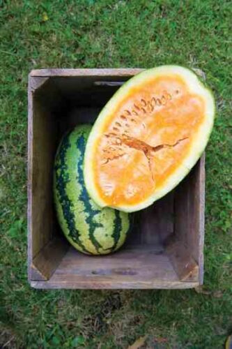 More Orangeglo Watermelon Seeds